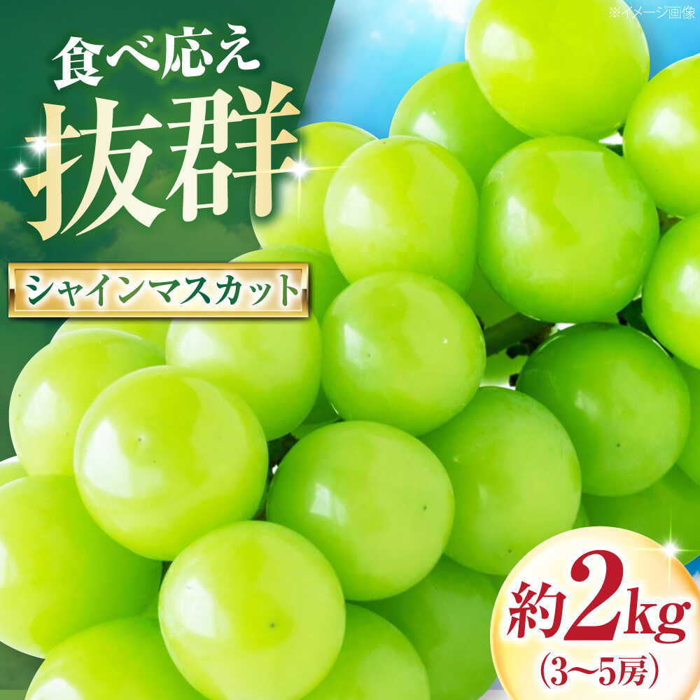 [先行予約]大程農園のシャインマスカット 約2kg 3〜5房入 [2026年9月〜発送] / フルーツ 果物 くだもの 食品 人気 おすすめ 送料無料 シャインマスカット マスカット ますかっと 贈答 [株式会社内子フレッシュパークからり][BKAD045] 30000円 3万