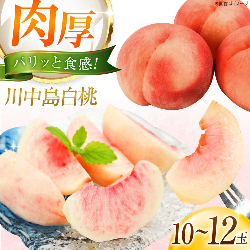 【先行予約】藤渕果樹園の川中島白桃 10〜12玉入り 〈2026年8月〜発送〉／ 桃 モモ もも 川中島白桃 白桃 季節のフルーツ フルーツ ふるーつ 果物 1箱 くだもの 送料無料 人気 贈答 ギフト 【株式会社内子フレッシュパークからり】[BKAD084] 18000 18000円