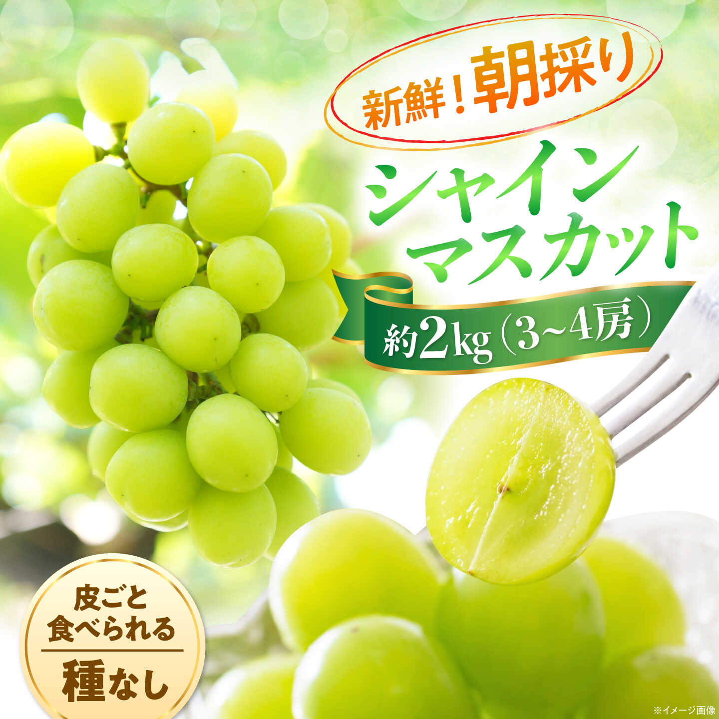 [先行予約/2026年8月下旬発送] 内子町産 朝採りシャインマスカット 約2kg(3~4房) / シャインマスカット ぶどう ブドウ 葡萄 マスカット フルーツ 果物 くだもの 先行予約 愛媛県 内子町 竹内巨峰園