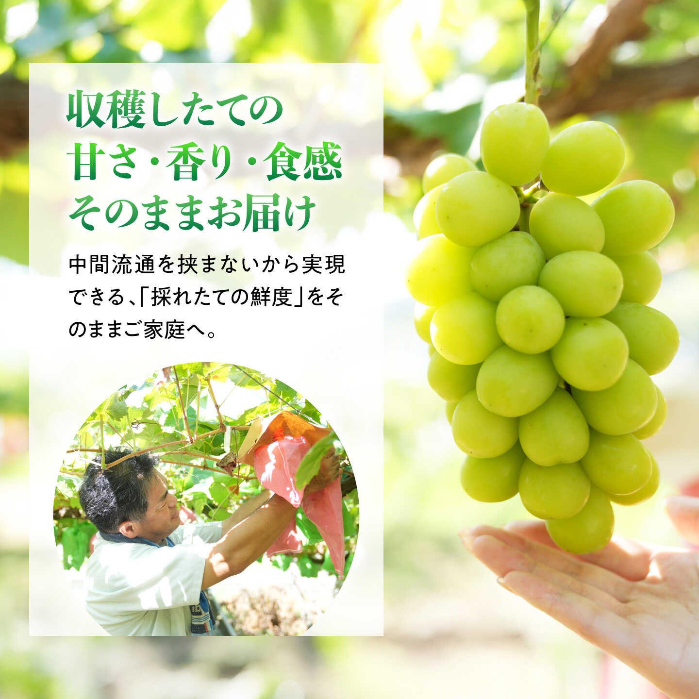 【ふるさと納税】【先行予約/2026年8月下旬発送】内子町産　朝採りシャインマスカット　約3kg(5〜6房) / シャインマスカット ぶどう ブドウ 葡萄 マスカット フルーツ 果物 くだもの 先行予約 愛媛県 内子町 竹内巨峰園 BKCA002