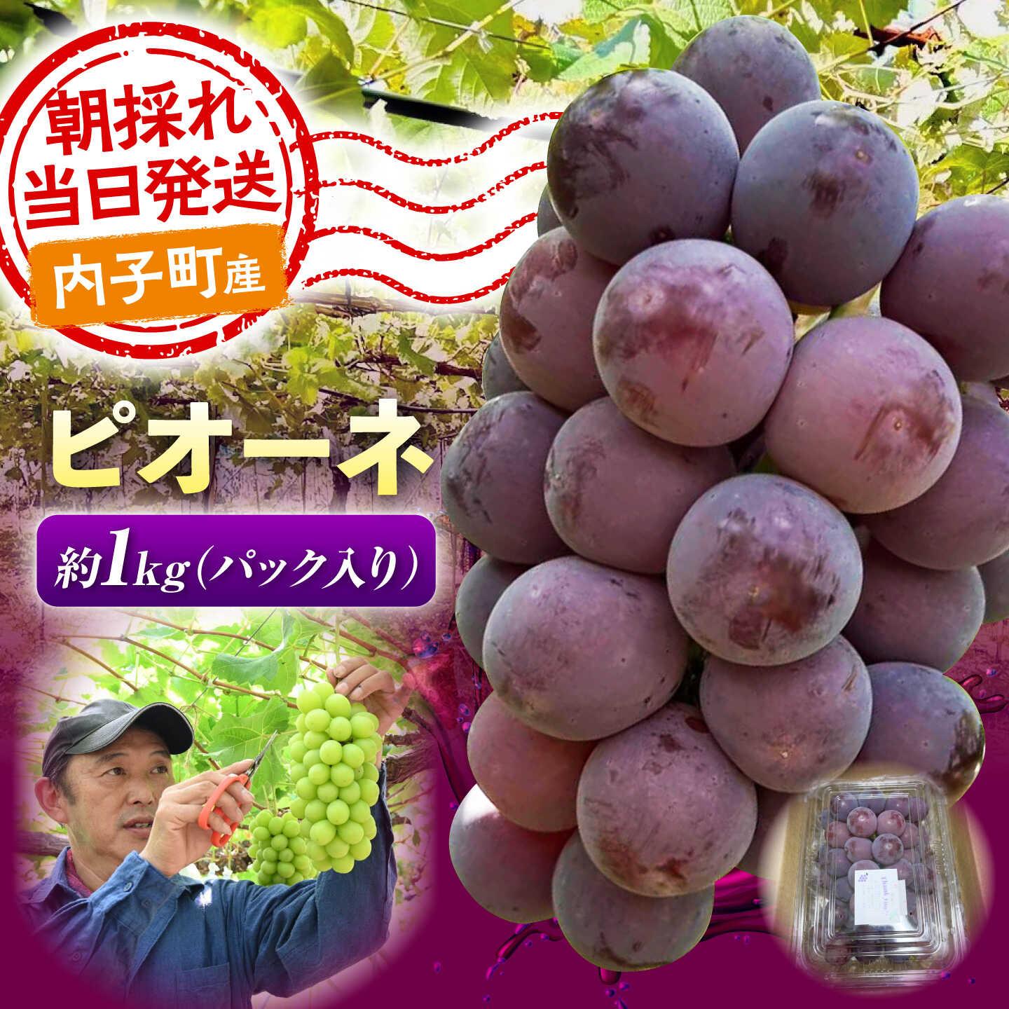 【先行予約】ピオーネ 1kg 愛媛県内子町/井上農園[BKCS004] ぶどう ブドウ 葡萄 ピオーネ ぴおーね フルーツ くだもの 果物 愛媛県 内子町 産地直送 完熟 高糖度 ギフト 贈り物 贈答用 化粧箱 お取り寄せ 送料無料