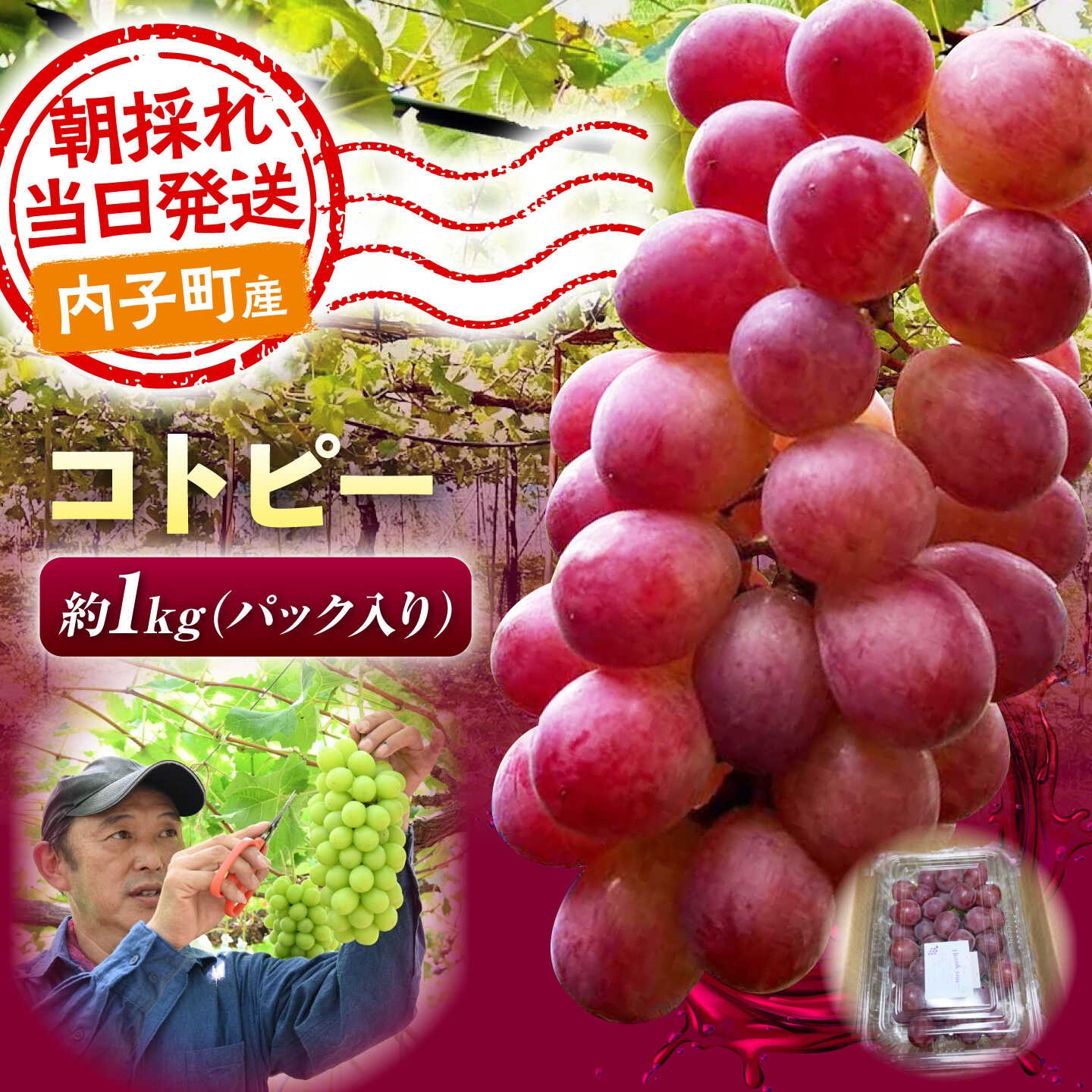 産地直送！愛媛県内子町で丁寧に育てられたコトピーを農園から直送します！ 食べた瞬間「美味しい」の笑顔がはじける贅沢な味わいをぜひお楽しみください。 ■ コトピー 産地直送！愛媛県内子町の豊かな自然の中で育てられた、希少な次世代ぶどう「コトピー」です。シャインマスカットの血統を受け継ぎ、皮ごとサクサク食べられるのが魅力。 鮮やかな赤系の果実から、上品な甘みと爽やかな香りが広がります。 まだ市場に出回りにくい特別な味わいを、ぜひ皆様でお楽しみください。 ■気候とこだわりが育む甘さ 内子町の標高200mに位置する農園は、水はけが良く日当たり抜群。 この地特有の激しい寒暖差と、ミネラル豊富な山水がぶどうの甘みを極限まで引き出します。 伝統的な堆肥農法を取り入れ、土づくりから粒の観察まで自然の摂理に従って徹底管理。 愛情を注ぎ込まれた一房は、驚くほど濃厚な味わいです。 ■鮮度抜群！朝採りをその日に発送 抜群の鮮度でお届けするため、発送当日の「早朝」に収穫を行います。 もぎたての美味しさと、弾けるような瑞々しさをそのまま閉じ込めて農園から直送。 シャインマスカット本来のハリと風味を損なうことなく、寄付者様の元へお届けします。 期待を裏切らない、最高の状態のぶどうをご堪能ください。 ■井上農園のご紹介 愛媛県内子町で7代にわたり果樹栽培の歴史を紡ぐ「井上農園」。 伝統を守りながらも、大人気のシャインマスカットやピオーネ、さらに次世代の希少品種栽培にも果敢に挑戦し続けています。 「美味しい笑顔を届けたい」という一心で、一粒一粒に情熱を注ぎ込んだこだわりの逸品を、真心込めてお届けします。 ※一部の掲載画像は、愛媛新聞社より提供いただいております。 ぶどう コトピー 1kg ※本商品は基本的に「種なし」の品種ですが、その年の天候や気候の影響により、稀に種が残ってしまう場合がございます。あらかじめご了承ください。 【賞味期限】 到着後はお早めにお召し上がりください。 【原料原産地】 愛媛県内子町 フルーツ ぶどう ブドウ 葡萄 愛媛県 内子町 完熟 高糖度 フルーツ くだもの 果物 砂糖不使用 化粧箱 ギフト 贈り物 贈答用 プレゼント おつまみ ワイン お菓子 スイーツぶどう コトピー ( シャインマスカット × 甲斐乙女 ) 1kg産地直送！愛媛県内子町で丁寧に育てられたコトピーを農園から直送します！ 食べた瞬間「美味しい」の笑顔がはじける贅沢な味わいをぜひお楽しみください。 ■ コトピー 産地直送！愛媛県内子町の豊かな自然の中で育てられた、希少な次世代ぶどう「コトピー」です。シャインマスカットの血統を受け継ぎ、皮ごとサクサク食べられるのが魅力。 鮮やかな赤系の果実から、上品な甘みと爽やかな香りが広がります。 まだ市場に出回りにくい特別な味わいを、ぜひ皆様でお楽しみください。 ■気候とこだわりが育む甘さ 内子町の標高200mに位置する農園は、水はけが良く日当たり抜群。 この地特有の激しい寒暖差と、ミネラル豊富な山水がぶどうの甘みを極限まで引き出します。 伝統的な堆肥農法を取り入れ、土づくりから粒の観察まで自然の摂理に従って徹底管理。 愛情を注ぎ込まれた一房は、驚くほど濃厚な味わいです。 ■鮮度抜群！朝採りをその日に発送 抜群の鮮度でお届けするため、発送当日の「早朝」に収穫を行います。 もぎたての美味しさと、弾けるような瑞々しさをそのまま閉じ込めて農園から直送。 シャインマスカット本来のハリと風味を損なうことなく、寄付者様の元へお届けします。 期待を裏切らない、最高の状態のぶどうをご堪能ください。 ■井上農園のご紹介 愛媛県内子町で7代にわたり果樹栽培の歴史を紡ぐ「井上農園」。 伝統を守りながらも、大人気のシャインマスカットやピオーネ、さらに次世代の希少品種栽培にも果敢に挑戦し続けています。 「美味しい笑顔を届けたい」という一心で、一粒一粒に情熱を注ぎ込んだこだわりの逸品を、真心込めてお届けします。 ※一部の掲載画像は、愛媛新聞社より提供いただいております。 商品説明 名称ぶどう コトピー ( シャインマスカット × 甲斐乙女 ) 1kg 愛媛県内子町/井上農園 内容量ぶどう コトピー 1kg ※本商品は基本的に「種なし」の品種ですが、その年の天候や気候の影響により、稀に種が残ってしまう場合がございます。あらかじめご了承ください。 原料原産地愛媛県内子町 賞味期限到着後はお早めにお召し上がりください。 アレルギー表示含んでいる品目：無し 配送方法冷蔵 配送期日9月上旬から順次発送 提供事業者BKCS 井上農園 フルーツ ぶどう ブドウ 葡萄 愛媛県 内子町 完熟 高糖度 フルーツ くだもの 果物 砂糖不使用 化粧箱 ギフト 贈り物 贈答用 プレゼント おつまみ ワイン お菓子 スイーツぶどう コトピー ( シャインマスカット × 甲斐乙女 ) 1kg