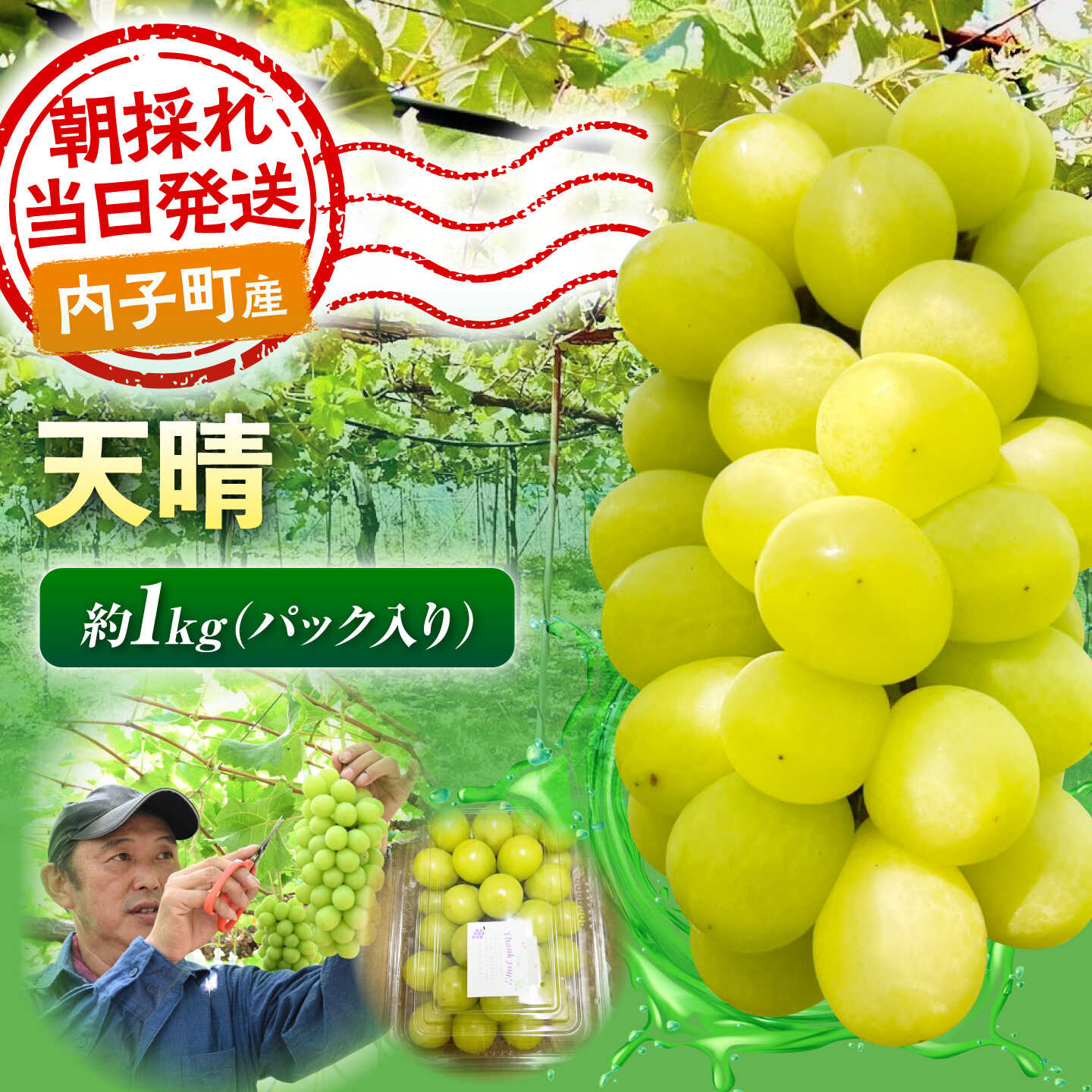 【先行予約】ぶどう 天晴 ( 天山 × シャインマスカット ) 1kg 愛媛県内子町/井上農園[BKCS006] 天晴 天山 シャインマスカット ぶどう ブドウ 葡萄 フルーツ くだもの 果物 愛媛県 内子町 産地直送 完熟 高糖度 ギフト 贈り物 贈答用 プレゼント