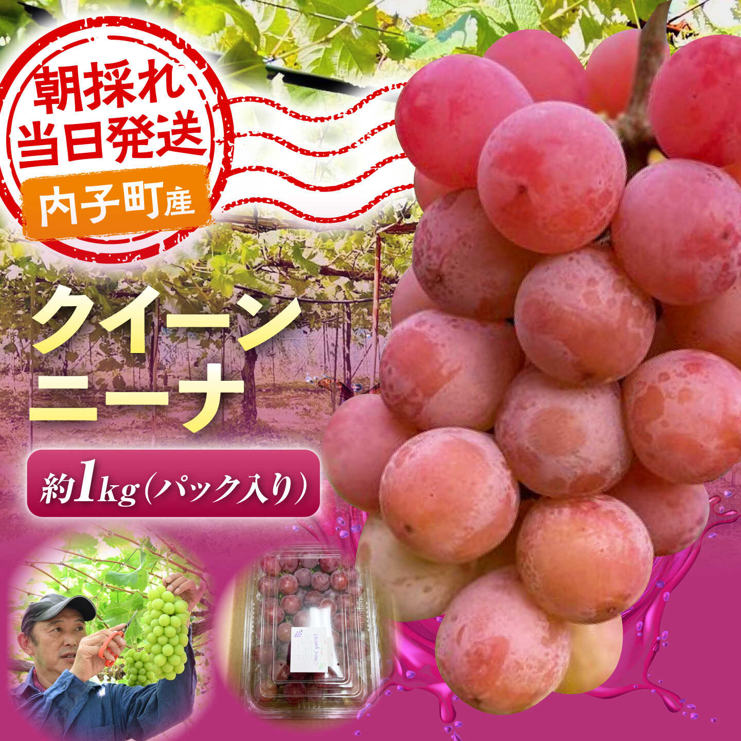 【先行予約】ぶどう クイーンニーナ ( 安芸津20号 × 安芸クイーン ) 1kg 愛媛県内子町/井上農園[BKCS007] クイーンニーナ 安芸津20号 安芸クイーン ぶどう ブドウ 葡萄 フルーツ くだもの 果物 愛媛県 内子町 産地直送 完熟 高糖度 ギフト 贈答 送料無料