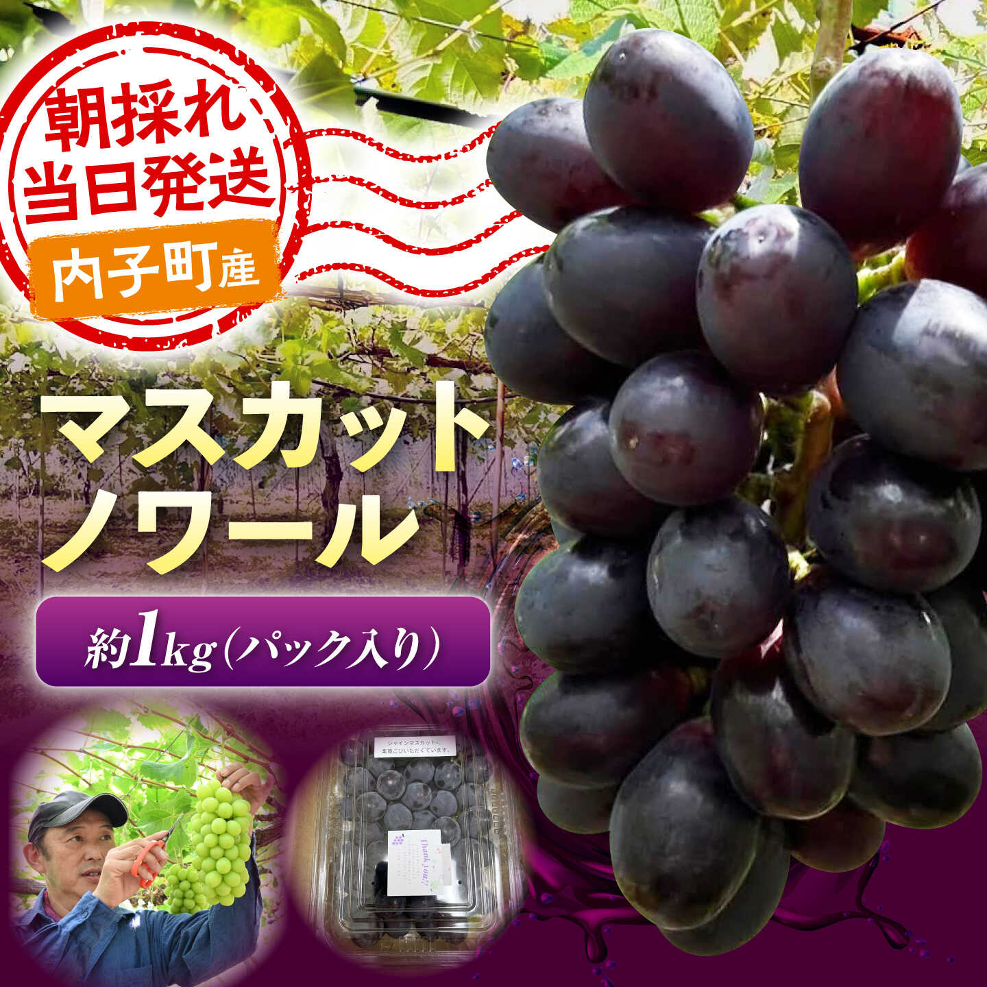 産地直送！愛媛県内子町で丁寧に育てられたマスカットノワールを農園から直送します！ 食べた瞬間「美味しい」の笑顔がはじける贅沢な味わいをぜひお楽しみください。 ■マスカット・ノワール 産地直送！愛媛県内子町で丁寧に育てられた、希少な黒ぶどう「マスカット・ノワール」です。 シャインマスカットの血統を受け継ぎ、黒ぶどうでありながら皮ごと種なしで食べられるのが最大の魅力。 パリッとした食感の後に、濃厚な甘みと気品あふれる香りが広がります。 次世代の贅沢な味わいをぜひ皆様でお楽しみください。 ■気候とこだわりが育む甘さ 内子町の標高200mに位置する農園は、水はけが良く日当たり抜群。 この地特有の激しい寒暖差と、ミネラル豊富な山水がぶどうの甘みを極限まで引き出します。 伝統的な堆肥農法を取り入れ、土づくりから粒の観察まで自然の摂理に従って徹底管理。 愛情を注ぎ込まれた一房は、驚くほど濃厚な味わいです。 ■鮮度抜群！朝採りをその日に発送 抜群の鮮度でお届けするため、発送当日の「早朝」に収穫を行います。 もぎたての美味しさと、弾けるような瑞々しさをそのまま閉じ込めて農園から直送。 シャインマスカット本来のハリと風味を損なうことなく、寄付者様の元へお届けします。 期待を裏切らない、最高の状態のぶどうをご堪能ください。 ■井上農園のご紹介 愛媛県内子町で7代にわたり果樹栽培の歴史を紡ぐ「井上農園」。 伝統を守りながらも、大人気のシャインマスカットやピオーネ、さらに次世代の希少品種栽培にも果敢に挑戦し続けています。 「美味しい笑顔を届けたい」という一心で、一粒一粒に情熱を注ぎ込んだこだわりの逸品を、真心込めてお届けします。 ※一部の掲載画像は、愛媛新聞社より提供いただいております。 ぶどう マスカットノワール 1kg 【賞味期限】 到着後はお早めにお召し上がりください。 【原料原産地】 愛媛県内子町 フルーツ ぶどう ブドウ 葡萄 愛媛県 内子町 完熟 高糖度 フルーツ くだもの 果物 砂糖不使用 化粧箱 ギフト 贈り物 贈答用 プレゼント おつまみ ワイン お菓子 スイーツぶどう マスカット・ノワール ( シャインマスカット × ジーコ ) 1kg産地直送！愛媛県内子町で丁寧に育てられたマスカットノワールを農園から直送します！ 食べた瞬間「美味しい」の笑顔がはじける贅沢な味わいをぜひお楽しみください。 ■マスカット・ノワール 産地直送！愛媛県内子町で丁寧に育てられた、希少な黒ぶどう「マスカット・ノワール」です。 シャインマスカットの血統を受け継ぎ、黒ぶどうでありながら皮ごと種なしで食べられるのが最大の魅力。 パリッとした食感の後に、濃厚な甘みと気品あふれる香りが広がります。 次世代の贅沢な味わいをぜひ皆様でお楽しみください。 ■気候とこだわりが育む甘さ 内子町の標高200mに位置する農園は、水はけが良く日当たり抜群。 この地特有の激しい寒暖差と、ミネラル豊富な山水がぶどうの甘みを極限まで引き出します。 伝統的な堆肥農法を取り入れ、土づくりから粒の観察まで自然の摂理に従って徹底管理。 愛情を注ぎ込まれた一房は、驚くほど濃厚な味わいです。 ■鮮度抜群！朝採りをその日に発送 抜群の鮮度でお届けするため、発送当日の「早朝」に収穫を行います。 もぎたての美味しさと、弾けるような瑞々しさをそのまま閉じ込めて農園から直送。 シャインマスカット本来のハリと風味を損なうことなく、寄付者様の元へお届けします。 期待を裏切らない、最高の状態のぶどうをご堪能ください。 ■井上農園のご紹介 愛媛県内子町で7代にわたり果樹栽培の歴史を紡ぐ「井上農園」。 伝統を守りながらも、大人気のシャインマスカットやピオーネ、さらに次世代の希少品種栽培にも果敢に挑戦し続けています。 「美味しい笑顔を届けたい」という一心で、一粒一粒に情熱を注ぎ込んだこだわりの逸品を、真心込めてお届けします。 ※一部の掲載画像は、愛媛新聞社より提供いただいております。 商品説明 名称ぶどう マスカット・ノワール ( シャインマスカット × ジーコ ) 1kg 愛媛県内子町/井上農園 内容量ぶどう マスカットノワール 1kg 原料原産地愛媛県内子町 賞味期限到着後はお早めにお召し上がりください。 アレルギー表示含んでいる品目：無し 配送方法冷蔵 配送期日9月上旬から順次発送 提供事業者BKCS 井上農園 フルーツ ぶどう ブドウ 葡萄 愛媛県 内子町 完熟 高糖度 フルーツ くだもの 果物 砂糖不使用 化粧箱 ギフト 贈り物 贈答用 プレゼント おつまみ ワイン お菓子 スイーツぶどう マスカット・ノワール ( シャインマスカット × ジーコ ) 1kg