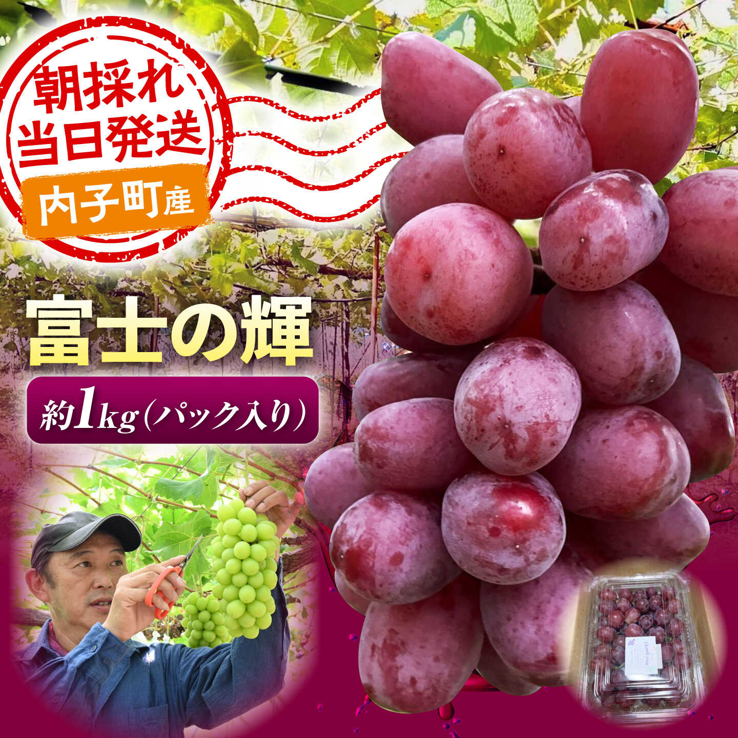 【先行予約】ぶどう 富士の輝 ( シャインマスカット × ウィンク ) 1kg 愛媛県内子町/井上農園[BKCS009] ふじのかがやき シャインマスカット ウィンク ブラックシャインマスカット マスカット フルーツ くだもの 果物 愛媛県 内子町 産地直送 送料無料