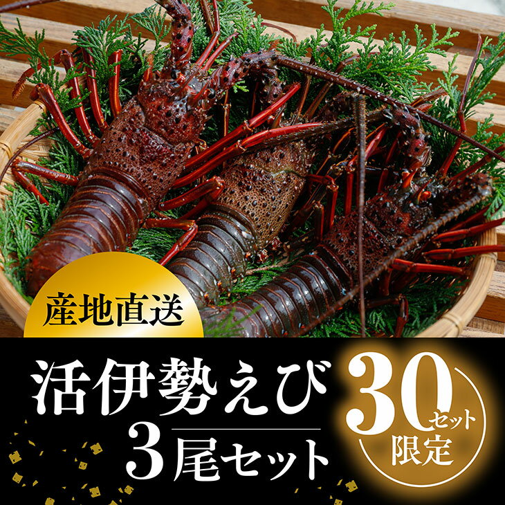 【ふるさと納税】【数量限定】産地直送！活き伊勢えび 約200～250g×3尾 限定50セット　※北海道・東北...