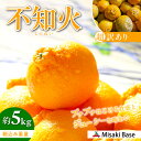 【ふるさと納税】【先行受付】【※超訳あり】不知火(しらぬい) 5kg ※離島への配送不可 (2026年2月中旬より順次発送)【 人気 おすすめ ランキング みかん 柑橘 ミカン 蜜柑 mikan 果物 不知火 しらぬい フルーツ 糖度 甘い でこぽん デコポン でこぽんと同品 】 IKTAB005