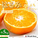 【ふるさと納税】 【先行受付】【数量限定】【山採り無選別】はるみ 5kg ※離島への配送不可(2026年2月より順次発送) 【 ふるさと納税 人気 おすすめ ランキング みかん ミカン 果物 はるみ はるみオレンジ フルーツ 糖度 甘い タンゴール オレンジ 家庭用 】 IKTAB011