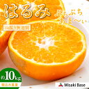 【ふるさと納税】 【先行受付】【数量限定】【山採り無選別】はるみ 10kg ※離島への配送不可(2026年2月より順次発送) 【 ふるさと納税 人気 おすすめ ランキング みかん mikan 果物 はるみ はるみオレンジ フルーツ 糖度 甘い タンゴール オレンジ 家庭用 】 IKTAB012