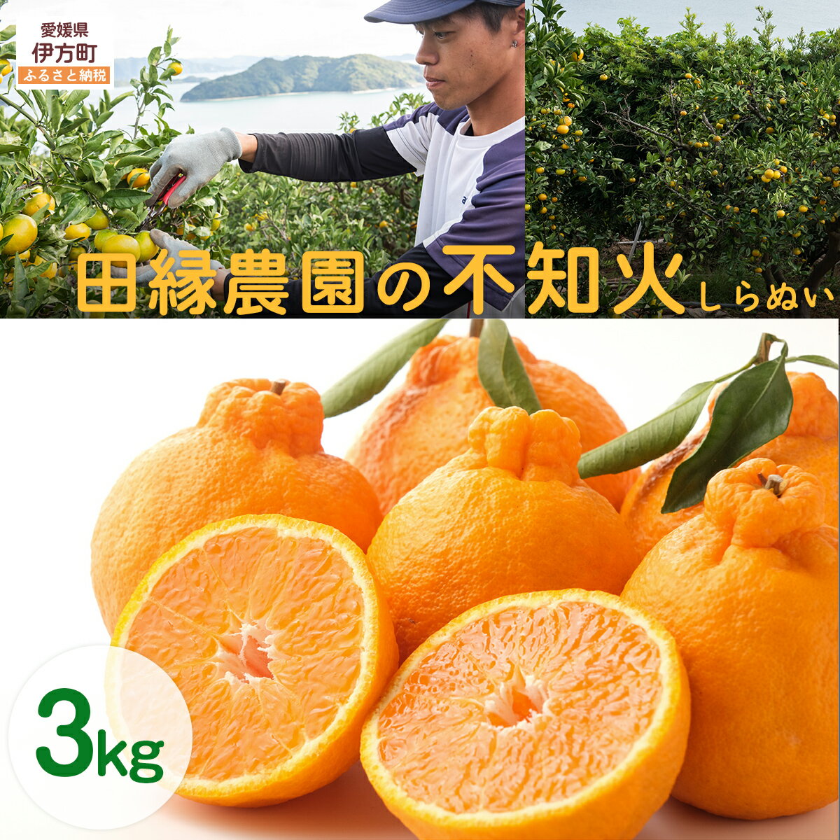 【ふるさと納税】【先行予約】【数量限定】田縁農園の不知火（しらぬい）3kg ※離島への配送不可 （2026年2月10日より順次発送） 【ふるさと納税 人気 おすすめ ランキング みかん 蜜柑 不知火 しらぬい フルーツ 果物 愛媛県産 田縁農園 愛媛県 伊方町 送料無料】 IKTA018