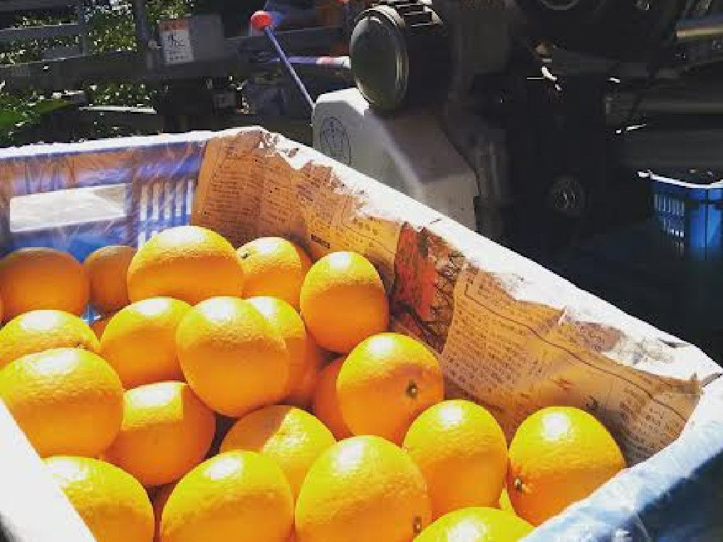 【ふるさと納税】【先行予約】Saito Orange Farmの早生（わせ）みかん10kg （2025年11月下旬頃より順次発送） 【ふるさと納税 人気 おすすめ みかん 蜜柑 柑橘 早生みかん 早生ミカン フルーツ Saito Orange Farm 愛媛県 伊方町 送料無料】 IKTAQ021