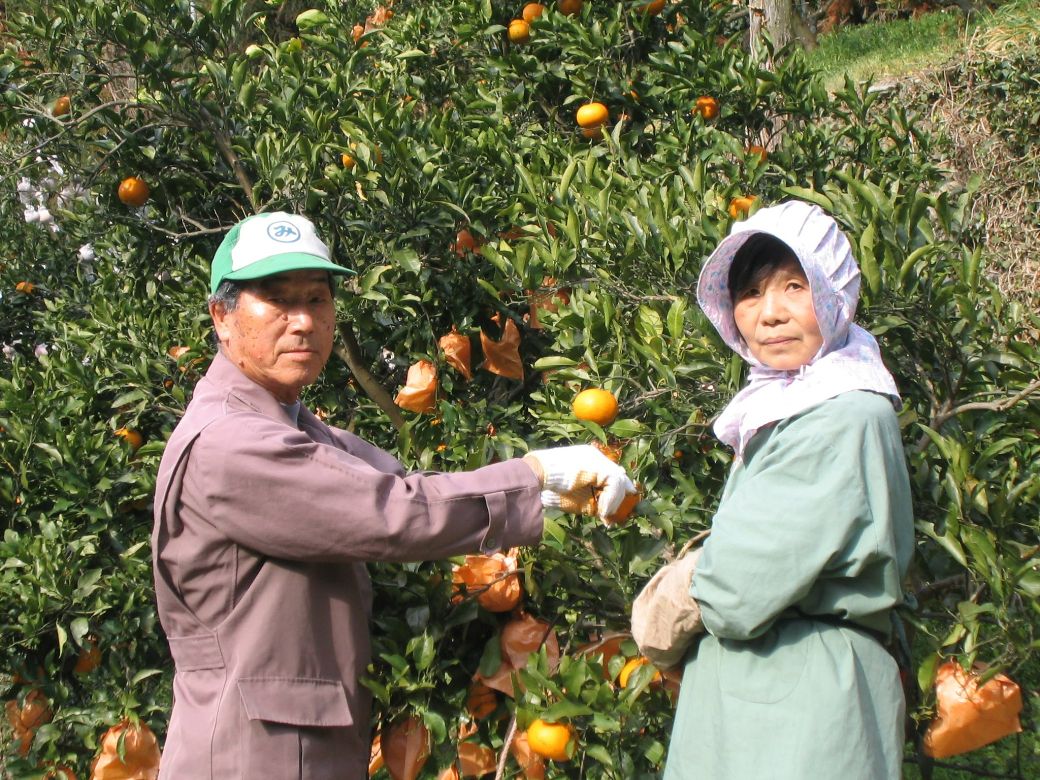 【ふるさと納税】レッドメロン2玉 1玉約1.6kg くだもの 果物 果実 フルーツ メロン 北海道 浦臼町 送料無料 【2025年7月上旬～2025年7月下旬発送予定】