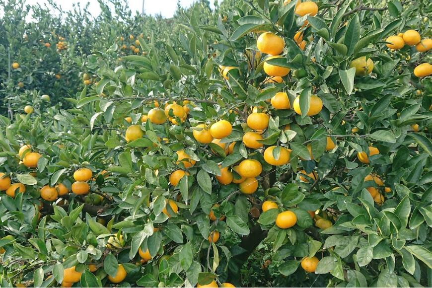[先行受付][数量限定][家庭用]早生みかん(生果)5kg(2025年11月上旬頃より順次発送) [ふるさと納税 人気 おすすめ ランキング 柑橘 みかん ミカン 早生みかん 早生ミカン 蜜柑 果物 生果 フルーツ 家庭用 Y.ONE農園 愛媛県産 愛媛県 ]
