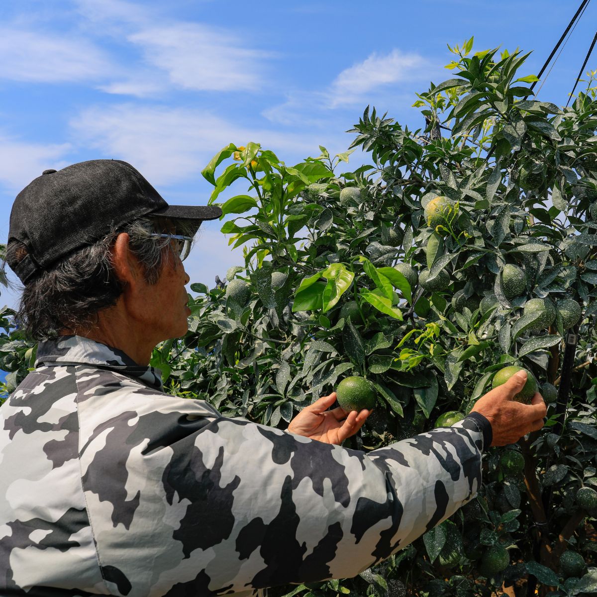 愛媛県伊方町の画像3