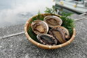 【ふるさと納税】【数量限定】佐田岬海士の黒赤あわび【4/15~10/25の漁解禁日に合わせて発送】※北海道・東北地方・沖縄・離島への配送不可 【ふるさと納税 人気 おすすめ ランキング あわび アワビ 鮑 佐田岬 海鮮 新鮮 黒赤あわび 愛媛県 伊方町 送料無料】 IKTJ014