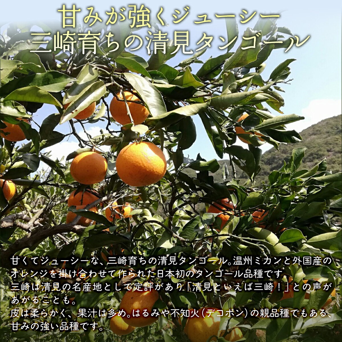 愛媛県伊方町の画像3