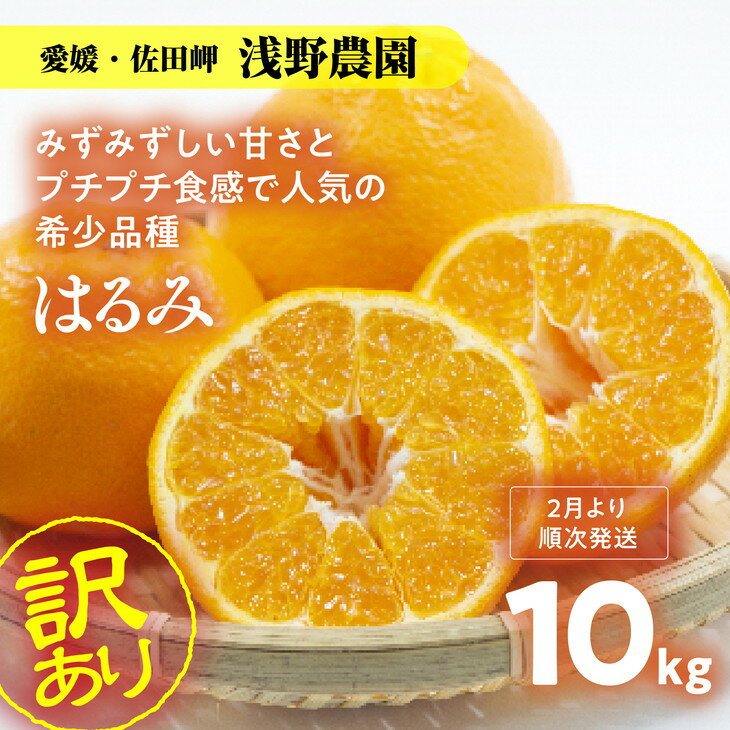 47位! 口コミ数「0件」評価「0」【先行予約】【訳あり】はるみ10kg｜柑橘 みかん ミカン フルーツ 果物 愛媛 ※2025年2月上旬頃より順次発送予定 ※離島への配送不可