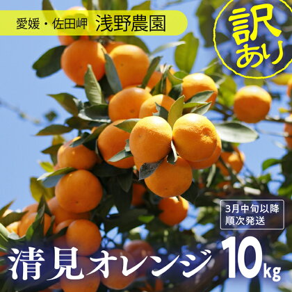 訳あり 清見オレンジ計10kg｜愛媛県産 伊方町特産品 佐田岬 浅野農園 完熟柑橘 清見ゴールド 糖度ビタミンたっぷり※着日指定不可※離島への配送不可※2024年3月中旬頃より順次発送予定