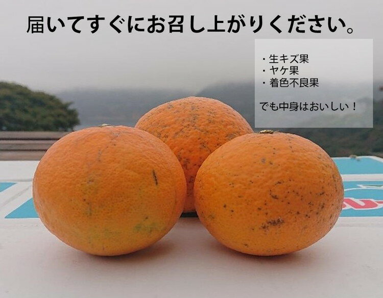 【ふるさと納税】訳あり 清見オレンジ計10kg｜愛媛県産 伊方町特産品 佐田岬 浅野農園 完熟柑橘 清見ゴールド 糖度ビタミンたっぷり※着日指定不可※離島への配送不可※2024年3月中旬頃より順次発送予定