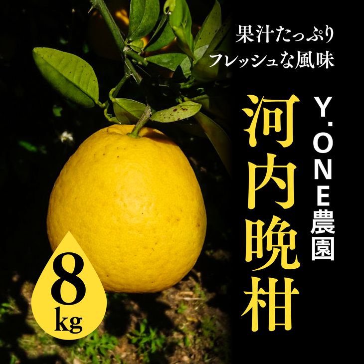 【ふるさと納税】【限定50箱】河内晩柑（生果）8kg・訳あり※着日指定不可※2024年5月中旬頃より順次発送予定