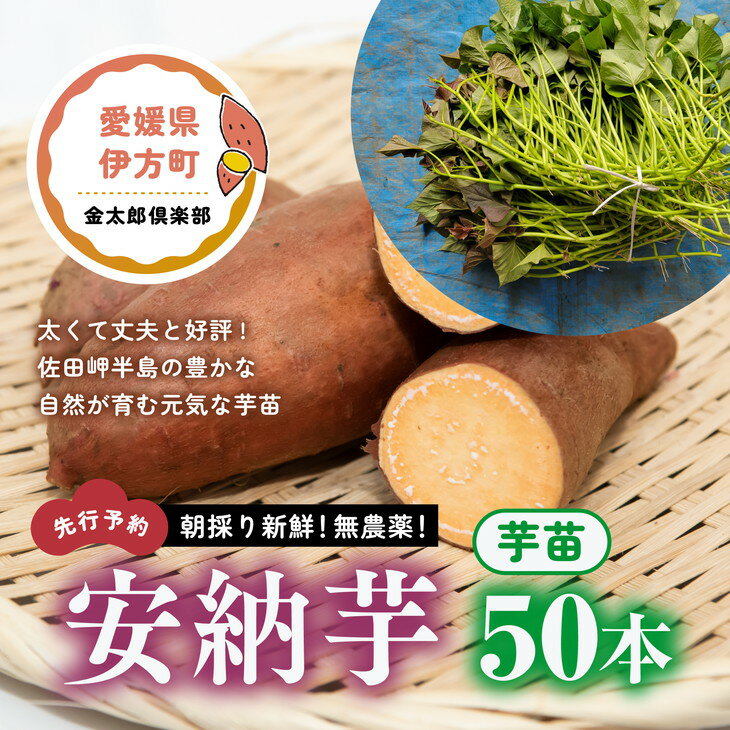 【ふるさと納税】朝採り新鮮！無農薬！安納芋　芋苗（50本）| さつまいも サツマイモ 家庭菜園※2023年5月上旬～6月下旬頃に順次発送予定