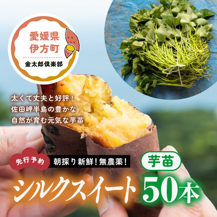 【ふるさと納税】【先行予約】朝採り新鮮！無農薬！シルクスイート　芋苗（50本）| さつまいも サツマイモ 家庭菜園　※2024年5月上旬～7月上旬頃に順次発送予定