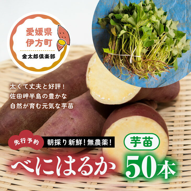 【ふるさと納税】朝採り新鮮！無農薬！べにはるか　芋苗（50本）| 紅はるか さつまいも サツマイモ 家庭菜園※2023年5月上旬～6月下旬頃に順次発送予定