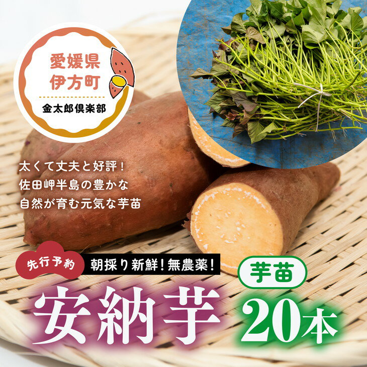 【ふるさと納税】【先行予約】朝採り新鮮！無農薬！安納芋　芋苗（20本）| さつまいも サツマイモ 家庭菜園※2024年5月上旬～7月下旬頃に順次発送予定