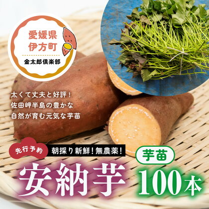 【先行予約】朝採り新鮮！無農薬！安納芋　芋苗（100本）| さつまいも サツマイモ 家庭菜園　※2024年5月上旬～7月上旬頃に順次発送予定