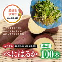 【ふるさと納税】【先行予約】朝採り新鮮！無農薬！べにはるか　芋苗（100本）| 紅はるか さつまいも サツマイモ 家庭菜園※2024年5月上旬～7月下旬頃に順次発送予定