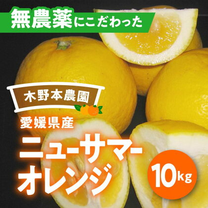 【数量限定】農園直送！愛媛県産ニューサマーオレンジ 10kg※着日指定不可※2024年2月中旬頃より順次発送予定