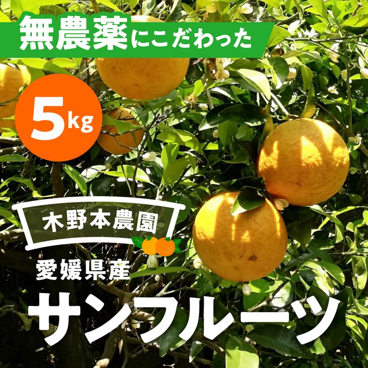 10位! 口コミ数「1件」評価「1」【数量限定】農園直送！愛媛県産サンフルーツ 5kg※着日指定不可※2024年4月上旬～6月下旬頃に順次発送予定