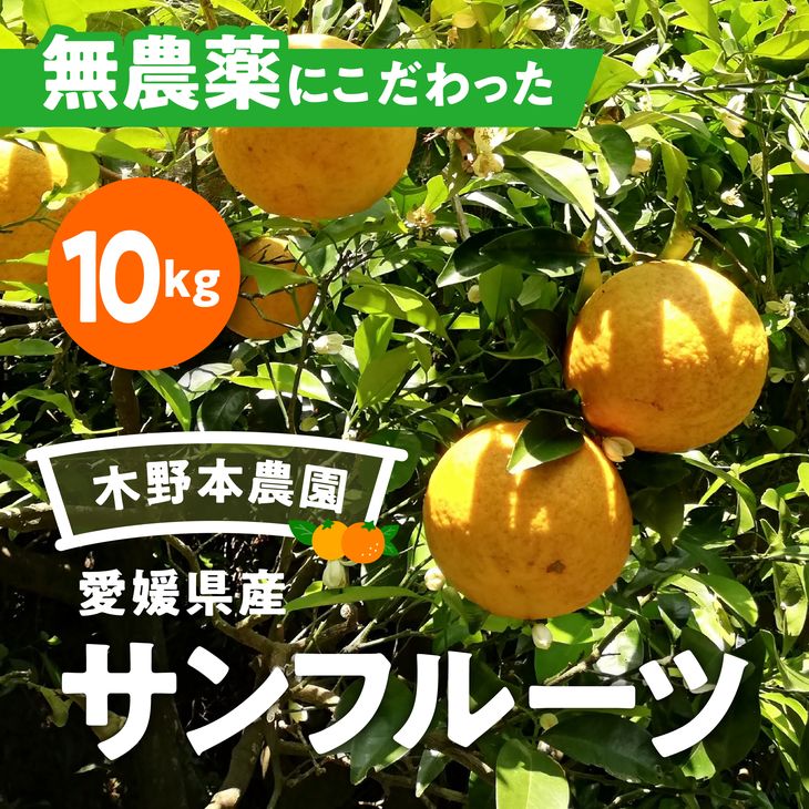 【ふるさと納税】【数量限定】農園直送！愛媛県産サンフルーツ 10kg※着日指定不可※2024年4月上旬～6月...