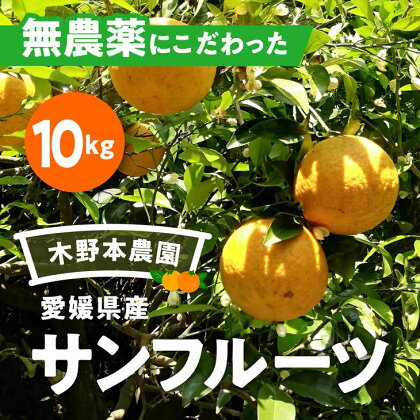 【数量限定】農園直送！愛媛県産サンフルーツ 10kg※着日指定不可※2024年4月上旬～6月下旬頃に順次発送予定