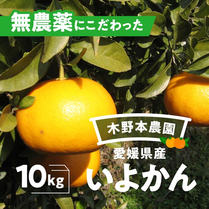 【ふるさと納税】【数量限定】農園直送！愛媛県産 いよかん 10kg※着日指定不可※2023年12月下旬～2024年2月下旬頃に順次発送予定