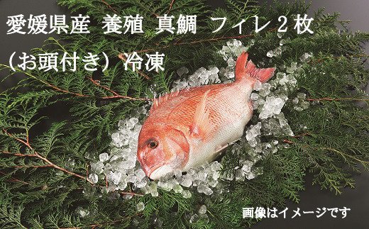 【ふるさと納税】【愛媛県共通返礼品】愛媛県産養殖真鯛フィレ2枚(お頭付き冷凍)