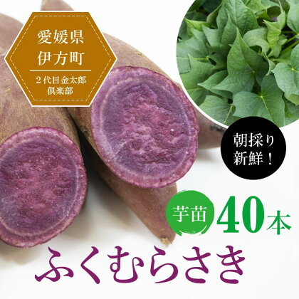 【先行受付】朝採り新鮮！2代目金太郎倶楽部のふくむらさき　芋苗（40本）｜さつまいも サツマイモ 家庭菜園※着日指定不可※離島への配送不可※2024年5月上旬～7月下旬頃に順次発送予定