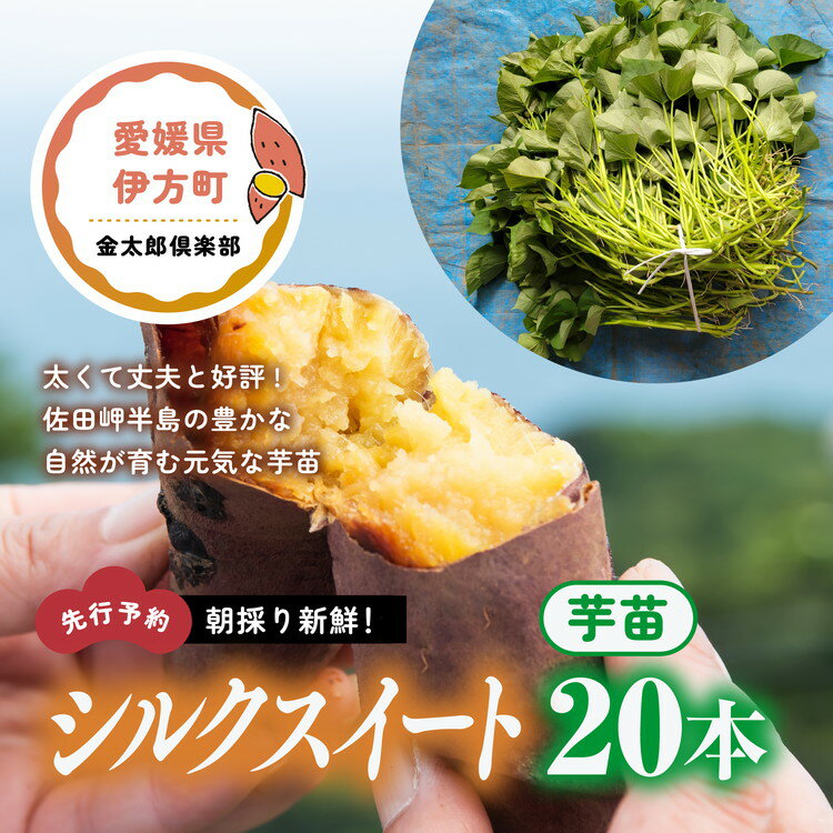 [先行予約]朝採り新鮮!シルクスイート 芋苗(20本)| さつまいも サツマイモ 家庭菜園 ※2024年5月下旬〜7月上旬頃に順次発送予定