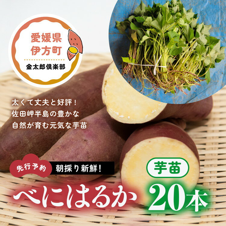 4位! 口コミ数「2件」評価「5」【先行予約】朝採り新鮮！べにはるか　芋苗（20本）| 紅はるか さつまいも サツマイモ 家庭菜園　※2024年5月上旬～7月上旬頃に順次発送･･･ 