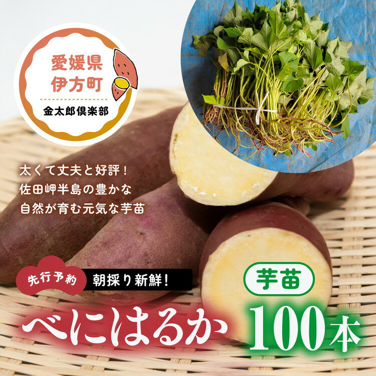 【ふるさと納税】【先行予約】朝採り新鮮！べにはるか　芋苗（100本）| 紅はるか さつまいも サツマイモ 家庭菜園　※2024年5月上旬～7月上旬頃に順次発送予定