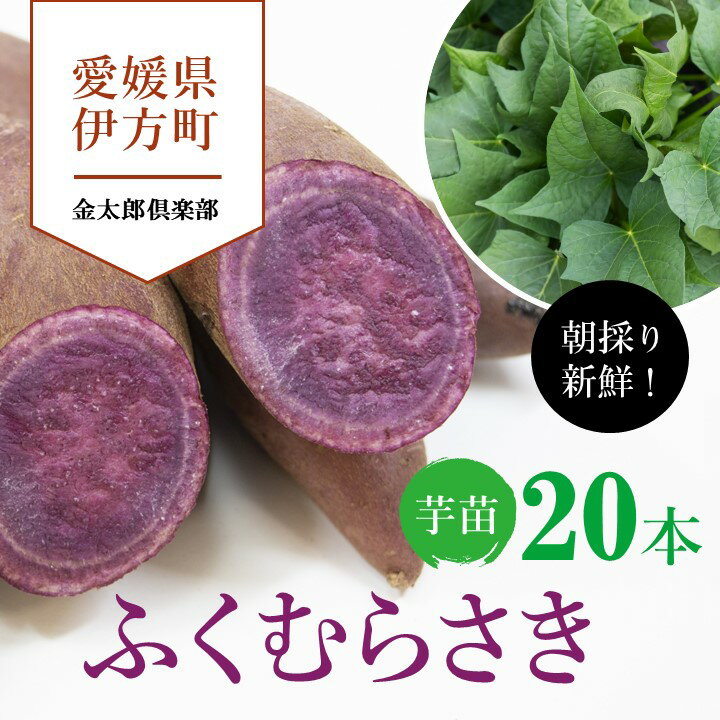 [先行受付]朝採り新鮮!金太郎倶楽部のふくむらさき 芋苗(20本)|さつまいも サツマイモ 家庭菜園 ※離島への配送不可 ※2024年5月下旬〜7月上旬頃に順次発送予定