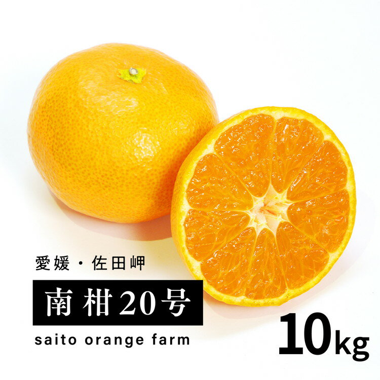 【ふるさと納税】【先行予約】Saito Orange Farmの南柑20号10kg ｜ 温州みかん 代表 柑橘 みかん ミカン フルーツ 果物 愛媛　※離島への配送不可　※2024年12月上旬頃より順次発送予定