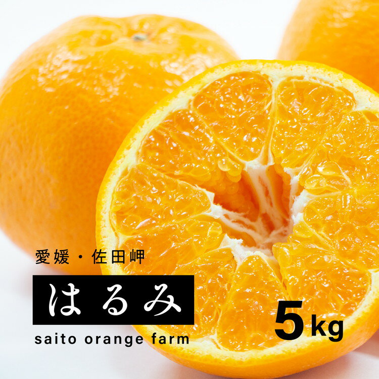 【ふるさと納税】【先行予約】Saito Orange Farmのはるみ5kg ｜ 柑橘 みかん ミカン フルーツ 果物 愛媛　※離島への配送不可　※2025年2月中旬頃より順次発送予定