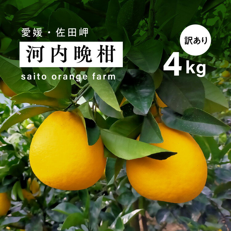 【ふるさと納税】【先行予約】Saito Orange Farmの家庭用河内晩柑4kg ｜ 柑橘 みかん ミカン フルーツ 果物 愛媛　※離島への配送不可　※2025年6月上旬頃より順次発送予定