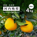 【ふるさと納税】saito orange farmの訳あり河内晩柑4kg※着日指定不可※離島への配送不可※2024年6月上旬頃より順次発送予定