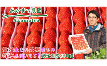 のどかな鬼北で大切に育てた あかまつ苺　8パック　※2025年2月中旬～3月中旬頃に順次発送予定