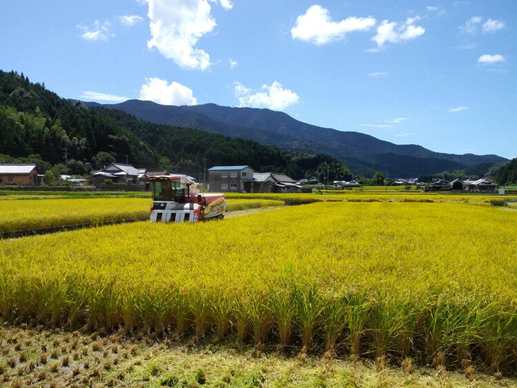 【ふるさと納税】【愛媛県ブランド米】ひめの凜（プレミアムクオリティ）5kg　【お米・ブランド米・米・5kg】