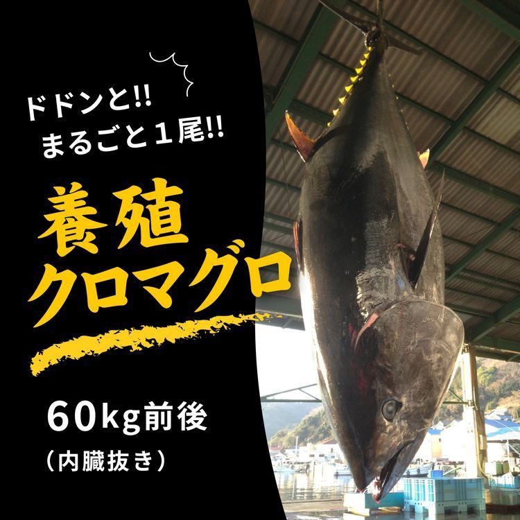 【ふるさと納税】久良のクロマグロ　丸ごと1尾！　【魚介類・魚貝類】