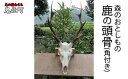 【ふるさと納税】森のおとしもの(4)鹿の頭骨(角付き:中)<インテリア 民芸品 工芸品 オブジェ 天然 角 鹿 しか シカ 愛媛県 鬼北町>(3)